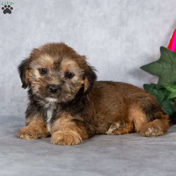 Josie, Shorkie Puppy